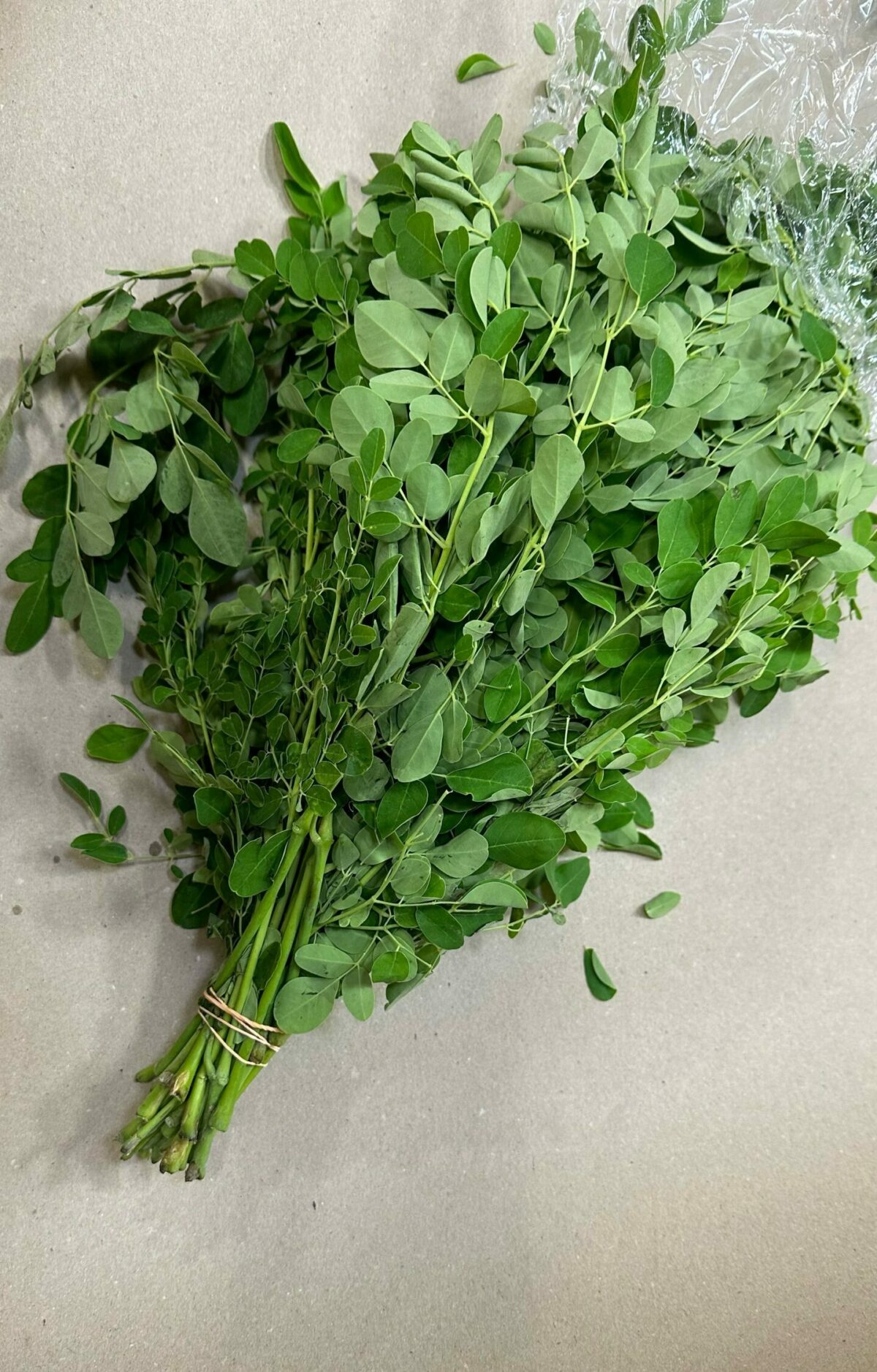 Moringa Blätter, Drumstick Leaves