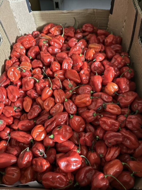 Frische Afrikanische Chilli