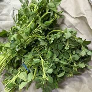 Frische Fenugreek Blätter
