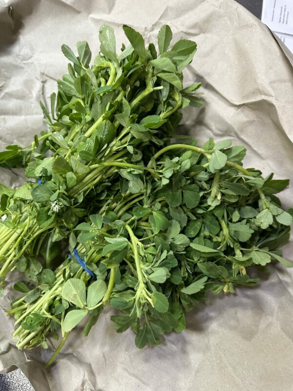 Frische Fenugreek Blätter
