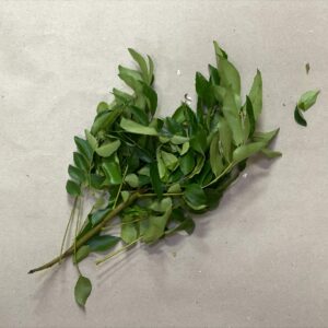 Frische Curry Blätter - Fresh Curry Leaves