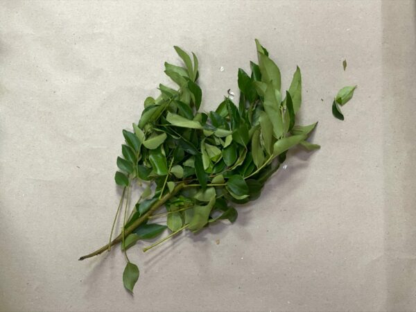 Frische Curry Blätter - Fresh Curry Leaves