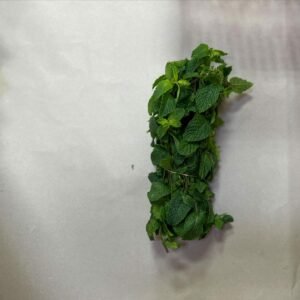 Frische Minze Blätter - Mint