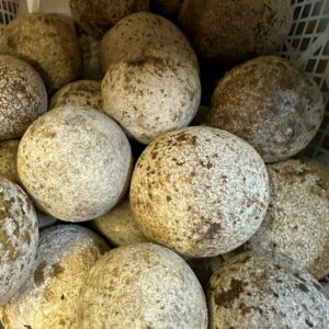 Fresh Woodapple