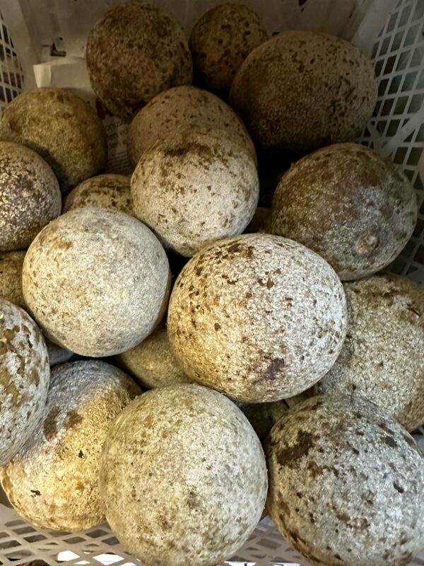 Fresh Woodapple