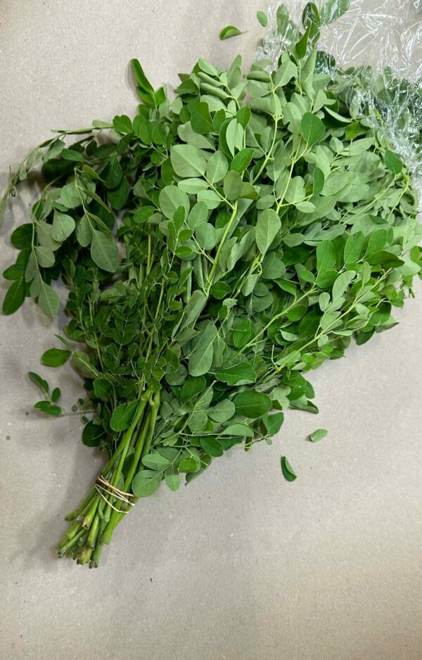 Moringa Blätter